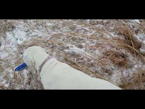 Sadie Retrieves 3 Discs In The Prairie Snow