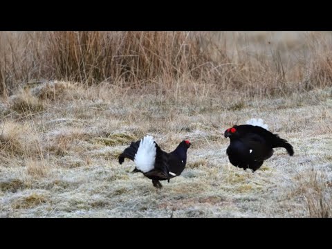 Black Grouse Lekking at Glen Finglas│Woodland Trust