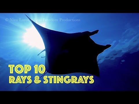 TOP 10 Rays & Sting Rays HD