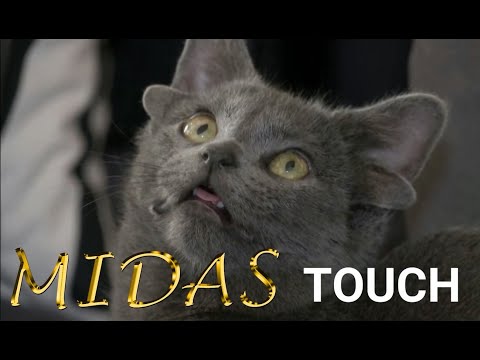 Midas the Cat with 4 Ears