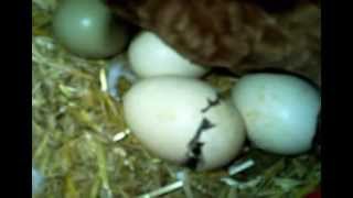 preview picture of video 'Red Jungle Fowl Chick Hatching from Egg'