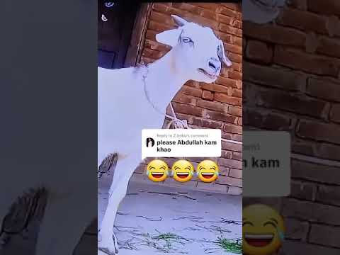 Bakra Funny for Abdullah #viral_video #trendingshorts #funnyvideo #bakraeidspecial