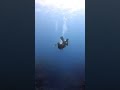 Curious Sea Snake Explores Diver S Fins Underwater