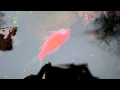 Dying Goldfish