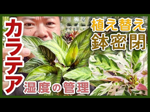 これがボウヘンプを正しく植え替える方法です 植物
