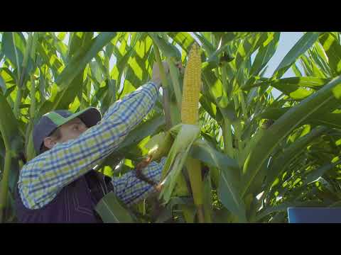 Saaten-Union: Mais MICHELEEN, Vertriebsberater Andreas Kornmann, Standort Moosburg