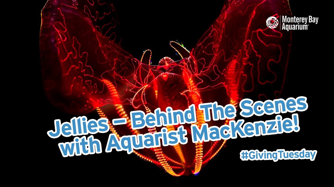 Bloodybelly comb jelly Animals Monterey Bay Aquarium