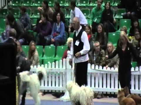 Janos Aszu Unicum IHA Tulln 2013