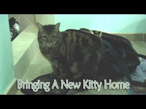 Ep 12 - Cat Care: Bringing A New Kitty Home