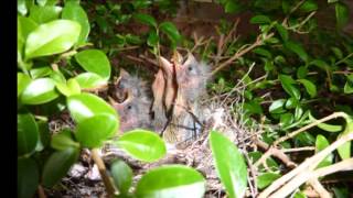 preview picture of video 'Nido de Gorriones - Sparrow birds nest'