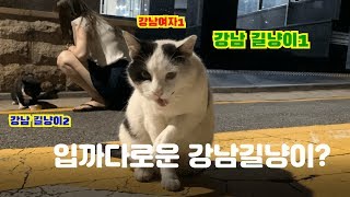 [RD Vlog] 자주보는 강남 길냥이 밥주기 길냥이 친해지기 길냥이 먹방 길냥이 츄르 길고양이 밥주기 길고양이 친해지기 길고양이츄르 길고양이 친해지기