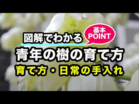 屋外のユッカシャープ葉のメンテナンスは注意を和らげる効果があります