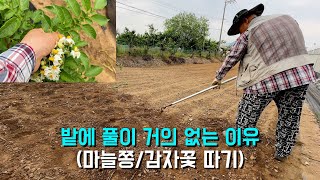 밭에 풀이 거의 없는 이유/마늘쫑 흉년/감자꽃 따기