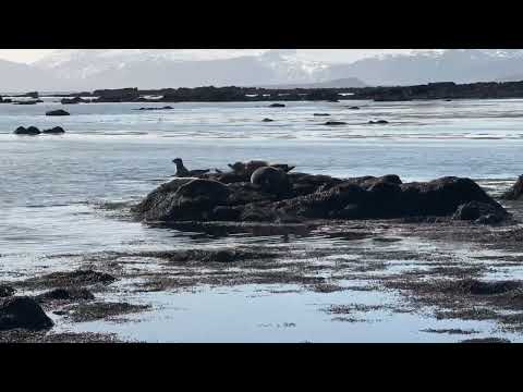 Seals on Snæfellsnes Peninsula