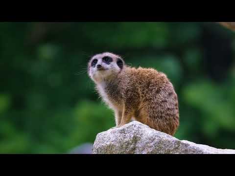 # beautiful nature# firdos enjoy# shorts # video