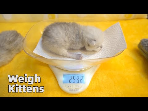 How much do 9 days old kittens weigh?