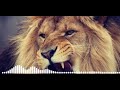 Dekhe Basa Re Bonda Safal Mare Banda Lion Roar ALEX RUS
