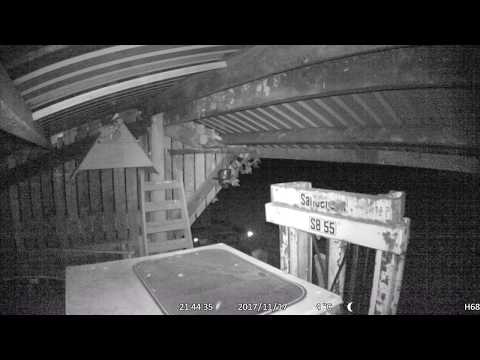 Female Barn owl stretching on box