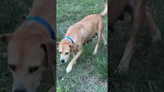 Video preview image #1 Mountain Cur-Rhodesian Ridgeback Mix Puppy For Sale in Holly Springs, NC, USA