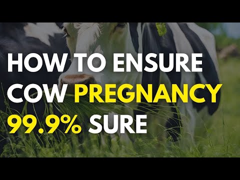 The True Cost of a Friesian Cow Is it worth it