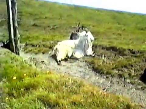 Gus O'Connor's Pub, Doolin, County Clare 1990
