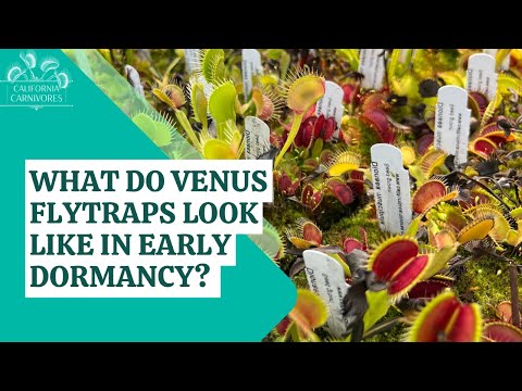 What Does Dormancy Look Like on Venus Flytraps?