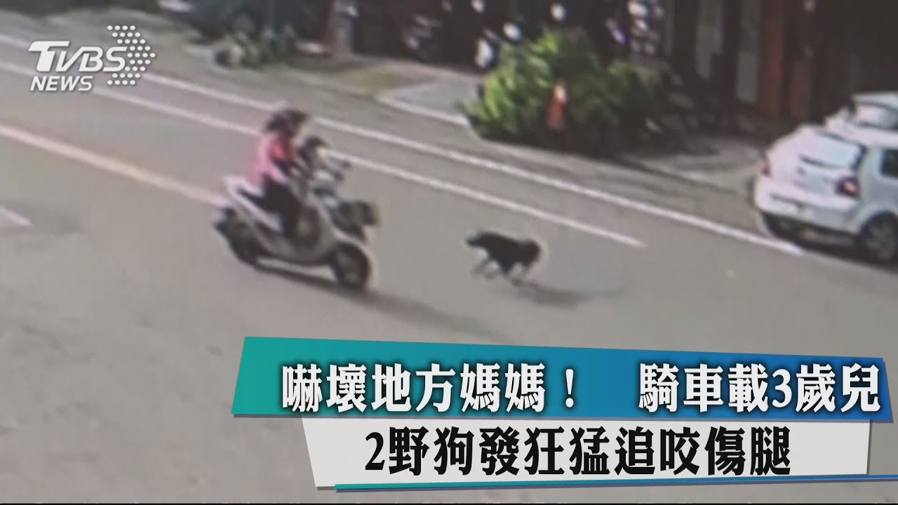 嚇壞地方媽媽!騎車載3歲兒 2野狗發狂猛追咬傷腿
