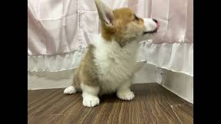 コーギーの動画01