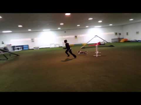 Blazin' Doggie - Puppy Agility Training (1/24/16)