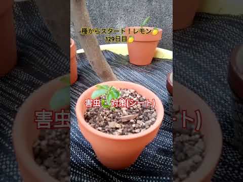 パーソナライズされたレモンの木プランターを育てる方法