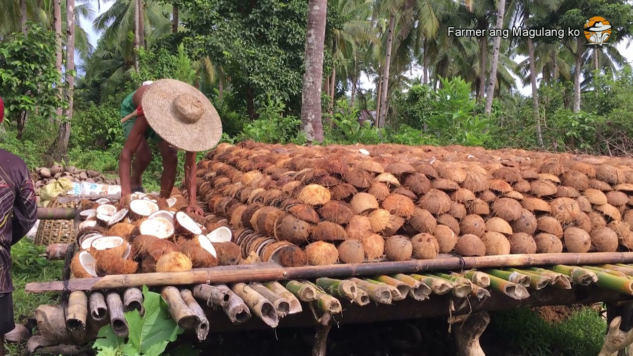 Is coconut native to the Philippines? Tipseri