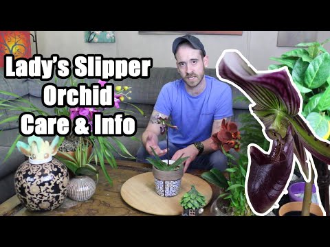 Caring for the Lady's Slipper Orchid (Paphiopedilum)