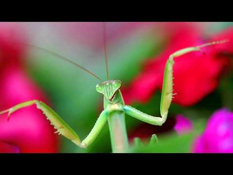 John Maveric - Mantis *HD*