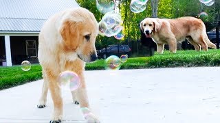 PUPPIES REACT TO BUBBLES with FUNNY COMMENTARY!