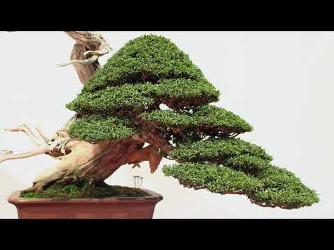 Best of the Trophy Bonsai exhibition