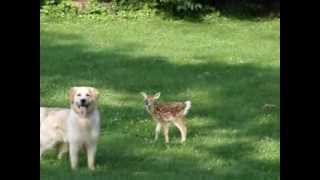 Золотистый ретривер и оленёнок