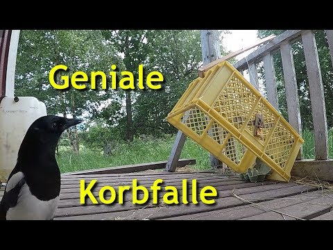 , title : 'Geniale einfache Korbfalle zum Kleintierfang'