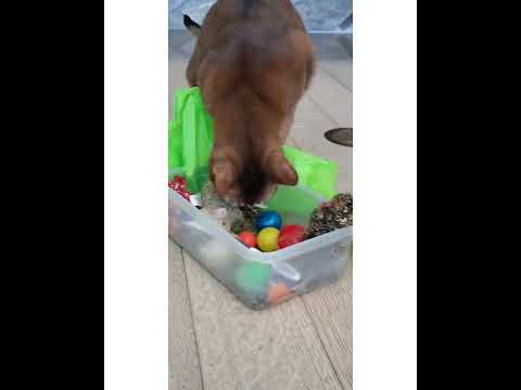 Crystal the Pet Nanny. LLC video.