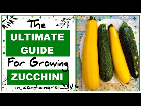 , title : 'Growing Zucchini in Containers: How to Grow Courgettes in Pots - Everything you need to Know!'