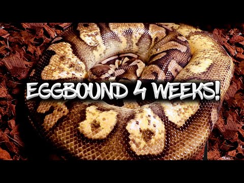 Ball Python EGG BOUND! For FOUR WEEKS! Then LAID AN EGG!