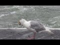 Seagull Having Starfish For Breakfast