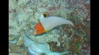 アンダー・ザ・シー　近衛秀健日本語歌詞・Howard Ashman作詞・Alan Menken作曲　Under The Sea