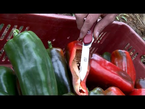 PIMENTÓN ALTA GENETICA MÁS SEMILLAS   GUARNE   ANTIOQUIA