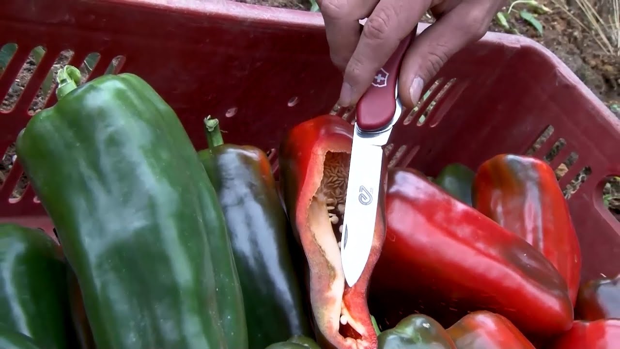 PIMENTÓN ALTA GENETICA MÁS SEMILLAS   GUARNE   ANTIOQUIA