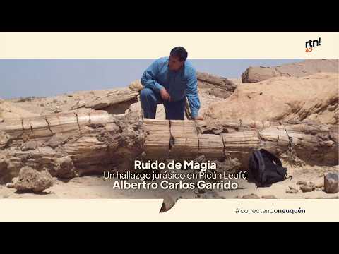 #RuidoDeMagia Un hallazgo jurásico en Picún Leufú: un chico de 13 años encontró troncos fosilizados