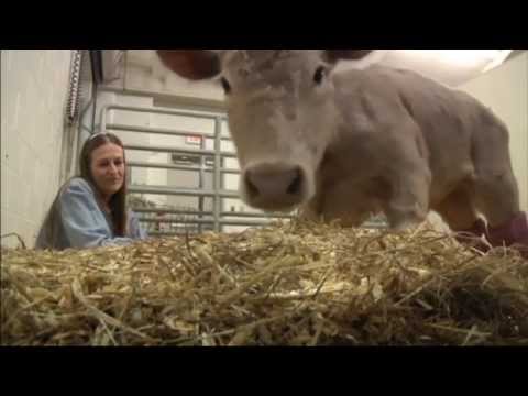 Cute calf learning to walk on prosthetic legs