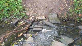 Fjord the crystal stream. 🏞️