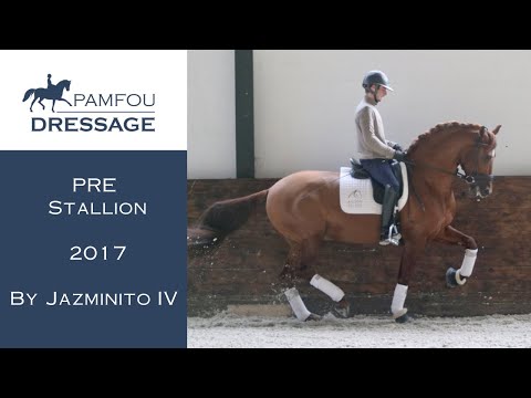DRESSAGE HORSE FOR SALE | Young Horse Stallion (2017)