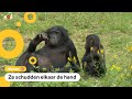 Apen zwaaien en begroeten elkaar net als mensen