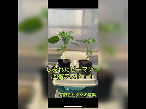 なぜピーマンの苗が育たないのでしょうか？原因と解決策、メンテナンスのヒント  庭園